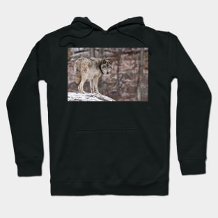 Timber Wolf On Rock Hoodie